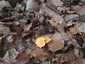 Narancsvörös rókagomba (Cantharellus friesii), Zemplén